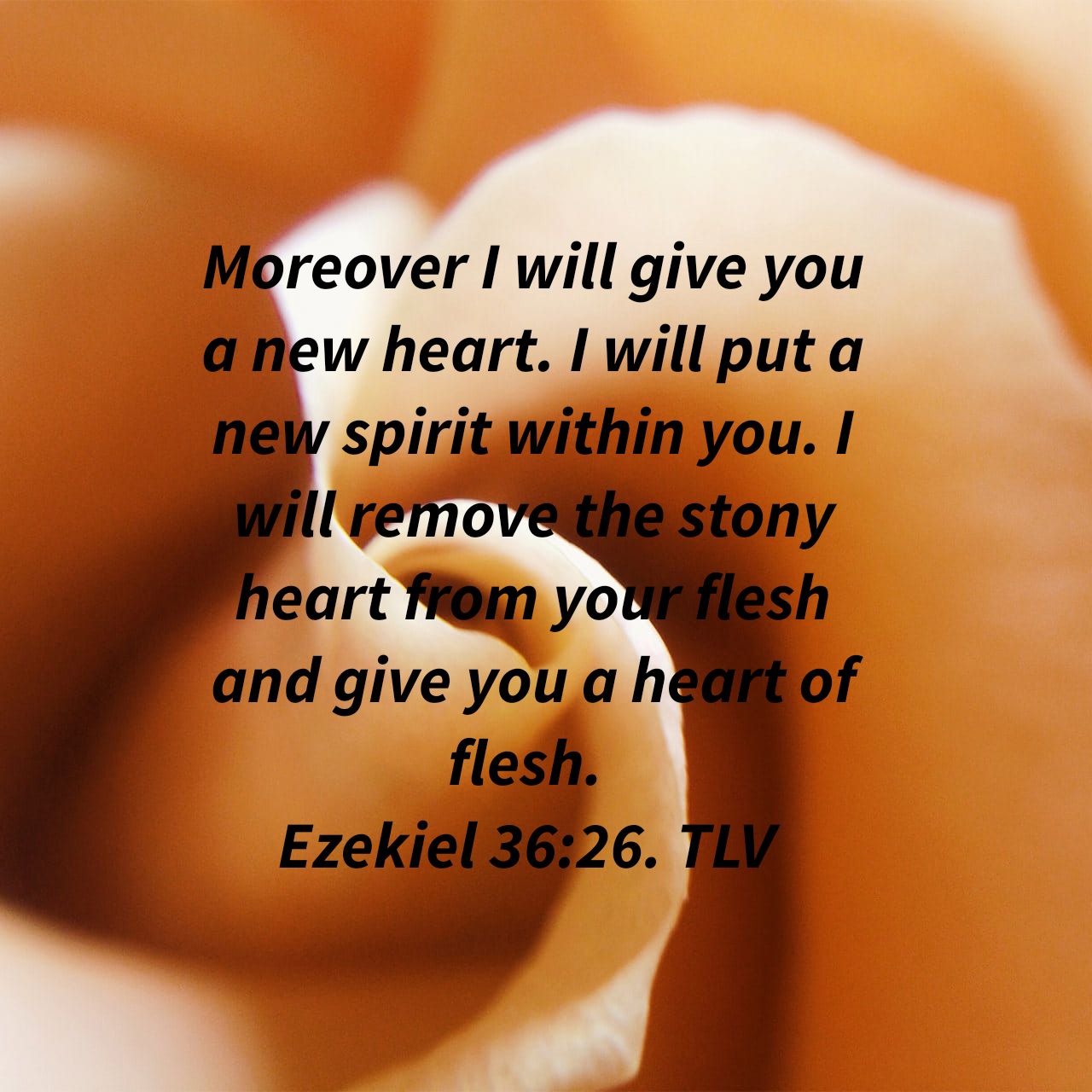 Daily Word A New Heart Ezekiel Terri Gillespie