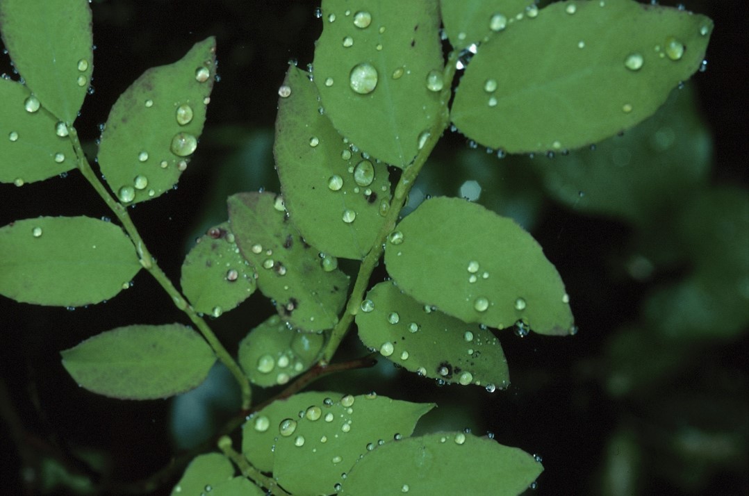 dewdrops